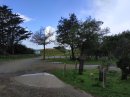 Forêt près de la plage